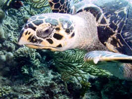 Hawksbill Sea TurtleIMG 7787